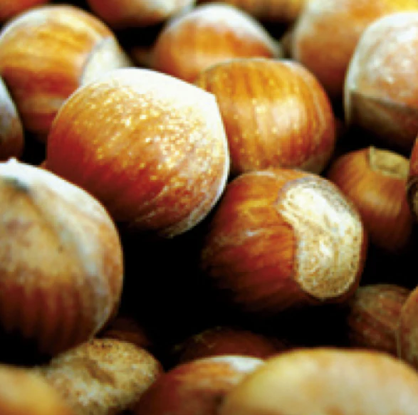 MEC3 Hazelnut Pasta Selection