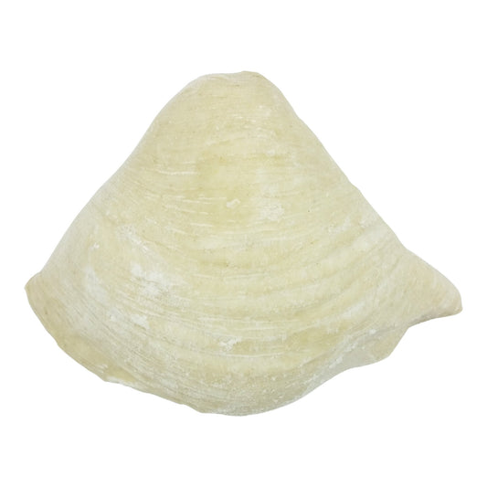 Large Sfogliatelle Artuso - 60PC